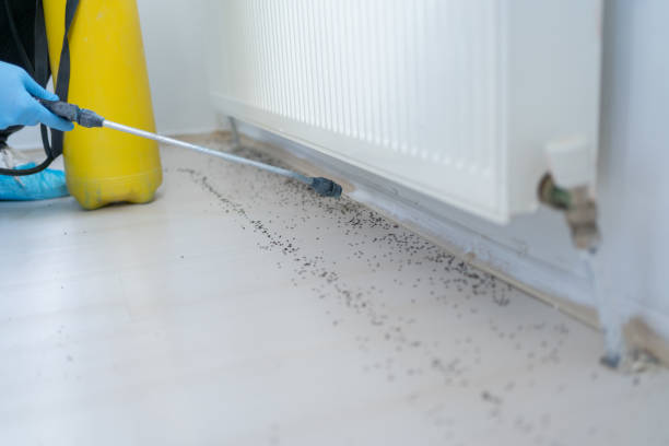 Best Wasp Removal Services  in Adamstown, MD